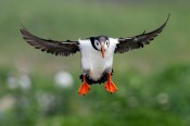 Puffin Coming in for a Landing