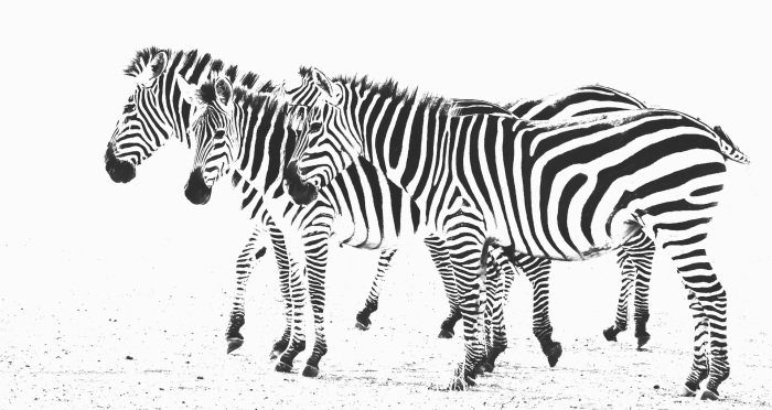 A Dazzle of Zebra
