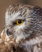 Profile of a Saw-Whet Owl