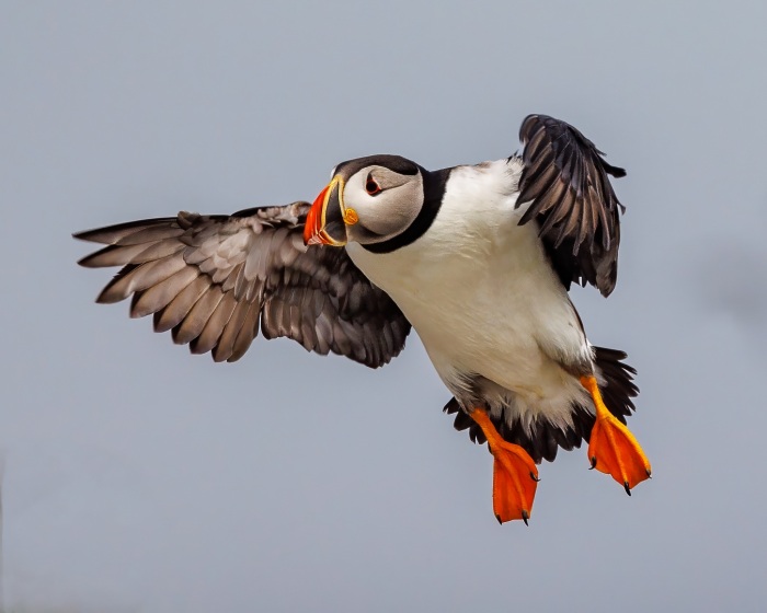 Puffin Coming In For Landing