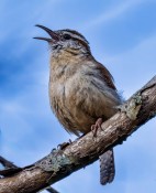 Singing song bird