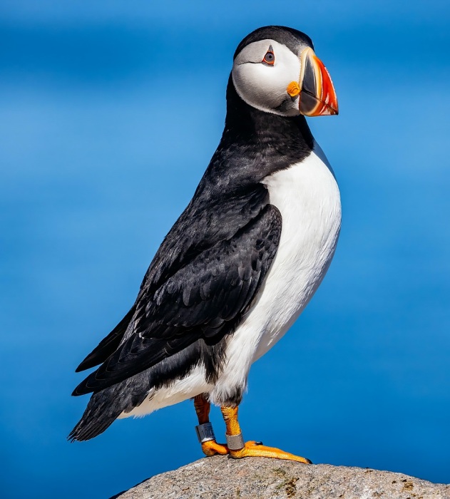 I'm Proud to Be a Spokesmodel for My Fellow Puffins