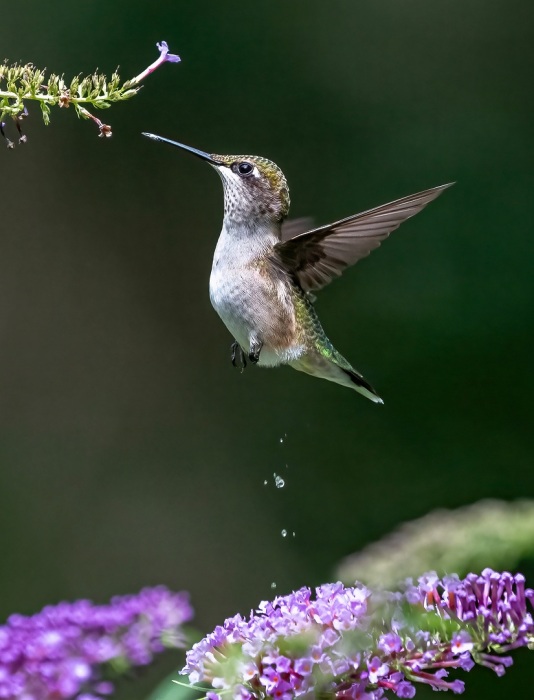 Hummingbird Tinkle
