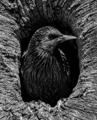 Starling Nest