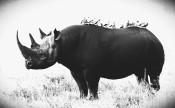 Black Rhino and Friends