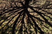 Shadows Beneath the Maple