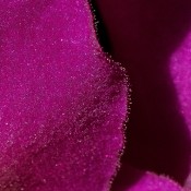 African violet petal