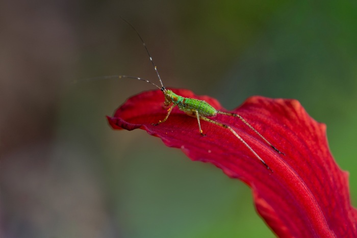 Green bug