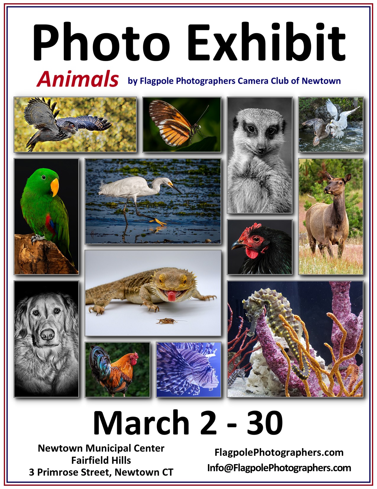 2020 Animals Photo Exhibit – Member Info