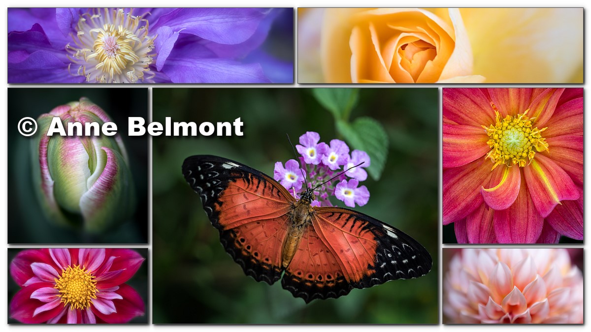 Capturing Flowers with Creativity and Emotion by Anne Belmont