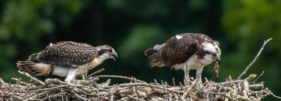Flagpole Photographers Improve in the Winter 2026 PSA Digital Interclub Competition