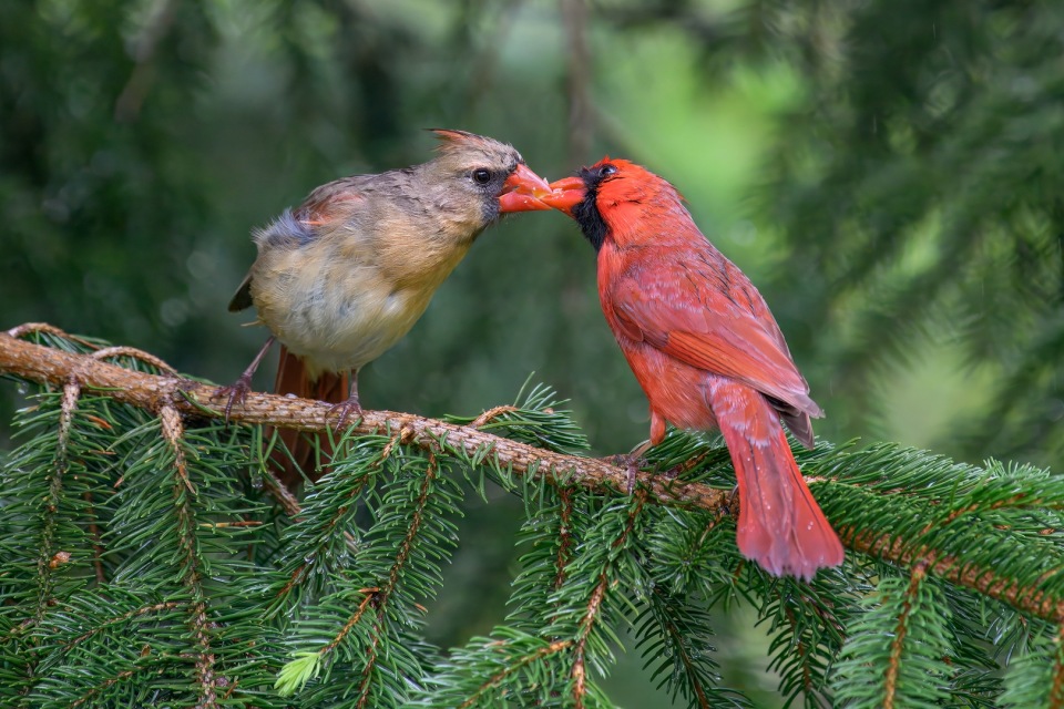 Flagpole Photographers Win Awards in New England Camera Club Council Winter 2026 Competition!