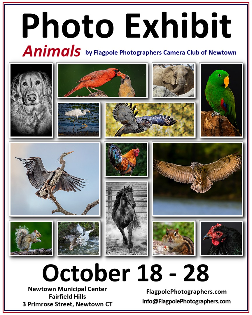 2021 Animals Photo Exhibit – Member Info
