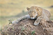 2013-06-C-1-Bob-Berthier-Leopard-Kenya_END_