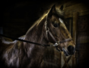 2015-05_DIGITAL_Chane-Cullens_A-stable-horse