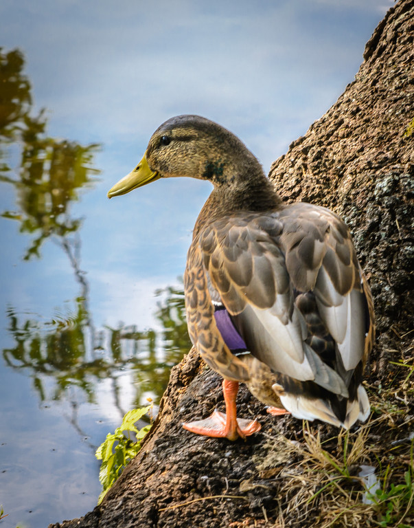 2015-09_PRINT_Charles-Batchelder_Adolescent-Male-Mallard-Duckling