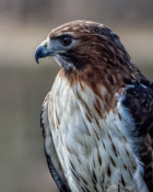 2016-03_PRINT_Rick-Tyrseck_Stare-of-A-Red-Tailed-Hawk