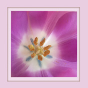 2016-10_DigitalB1_Micheline-Williams_The-heart-of-a-beautiful-tulip-