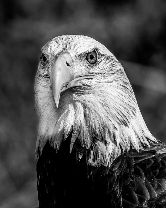 Flagpole Photographers New England Winter Photo Competitions Results