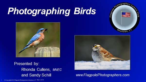 Photographing Birds at Oxford Greens